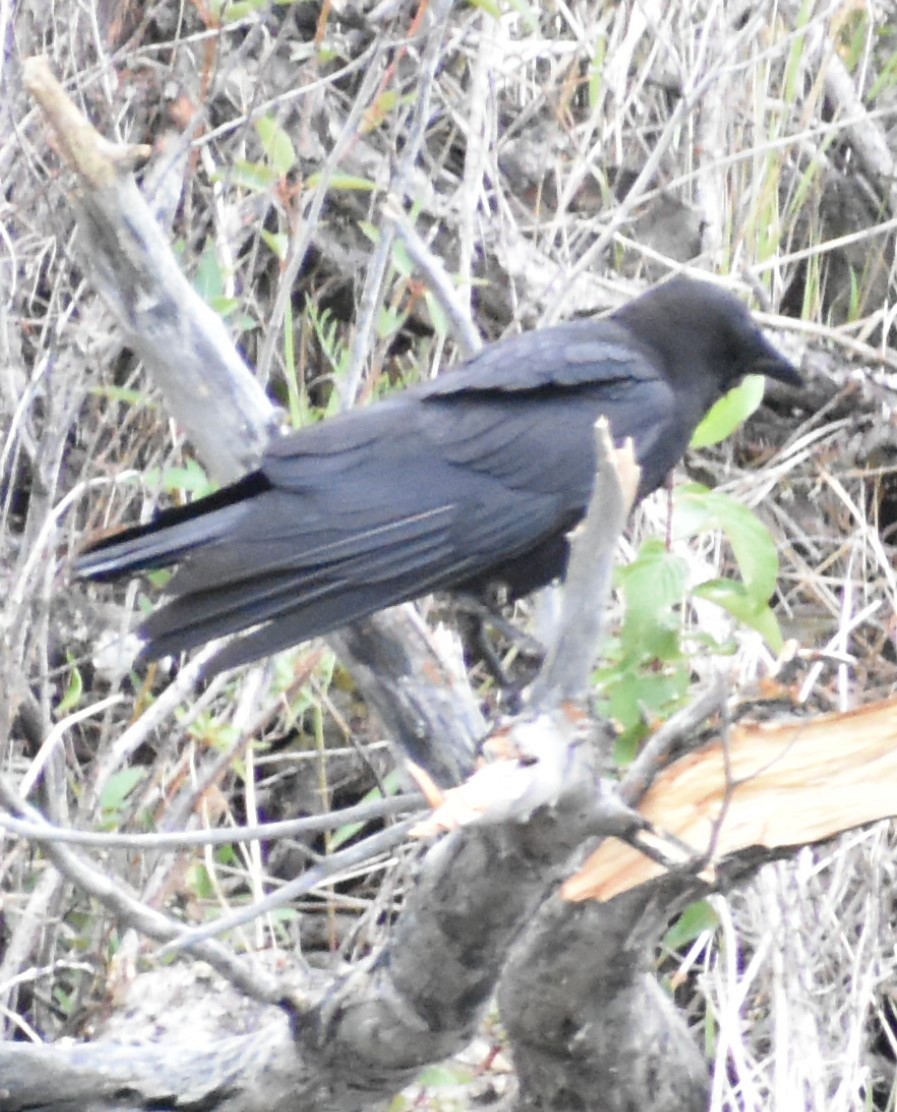 American Crow - ML346233021