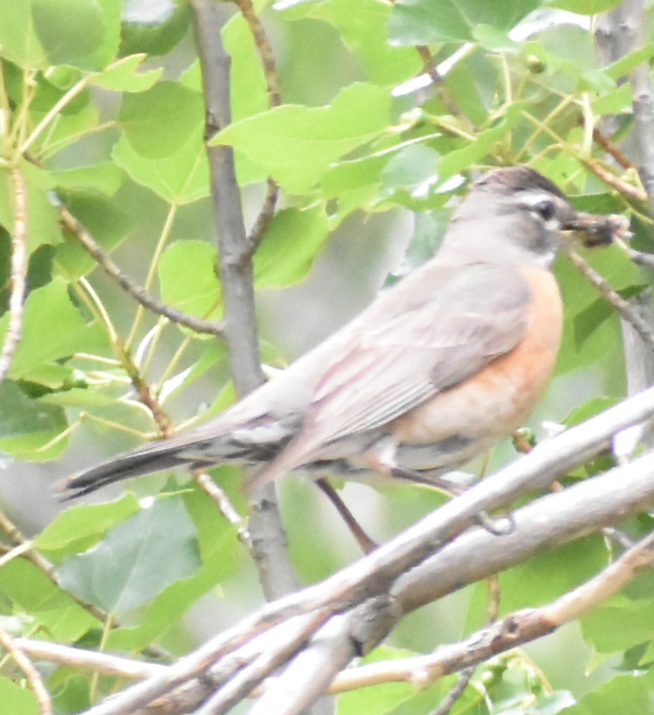 American Robin - ML346233051