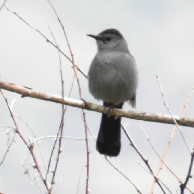 Gray Catbird - ML346233191