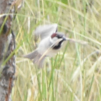 House Sparrow - ML346233231