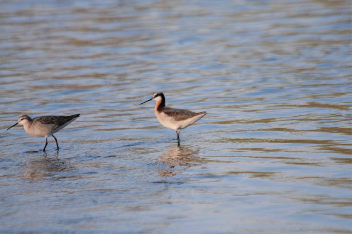 Wilson's Phalarope - ML346233281