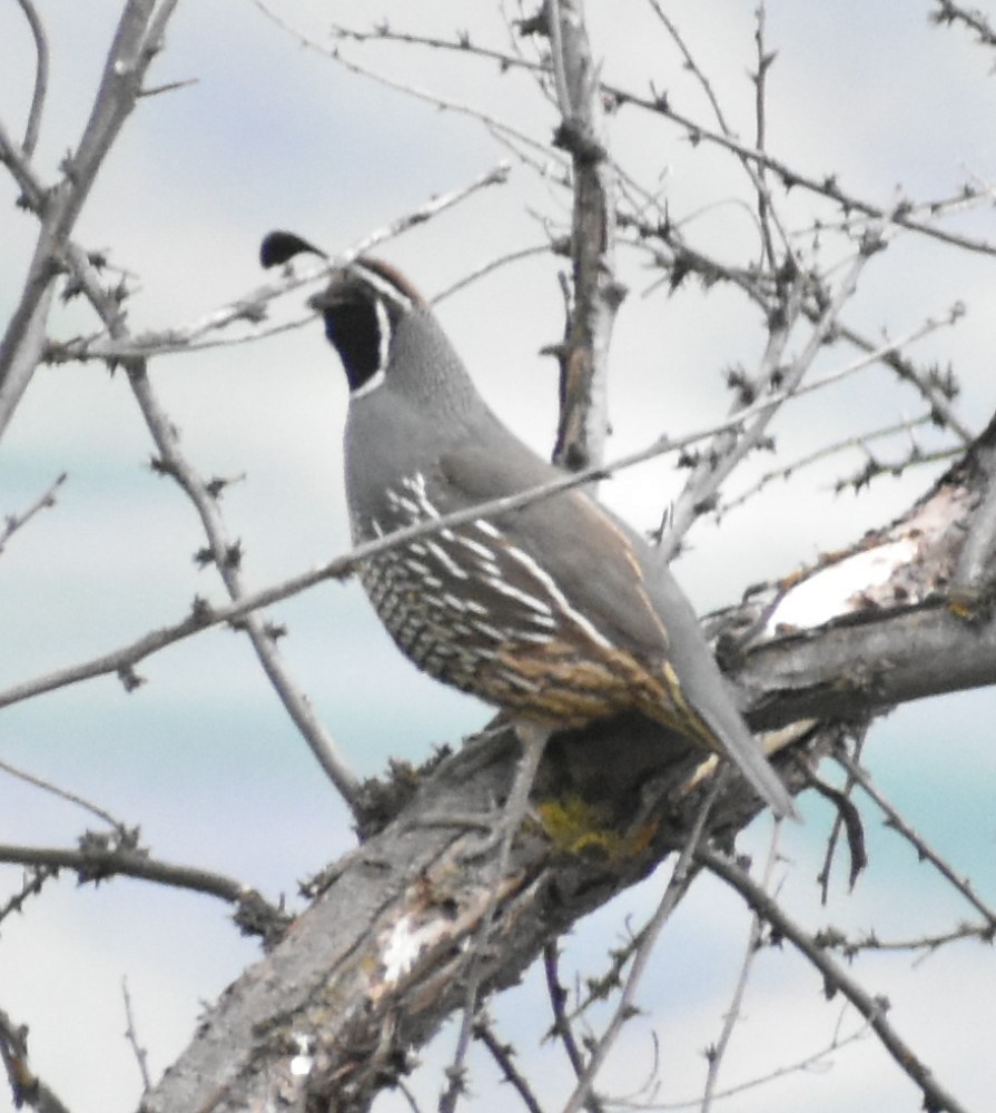 California Quail - ML346233351