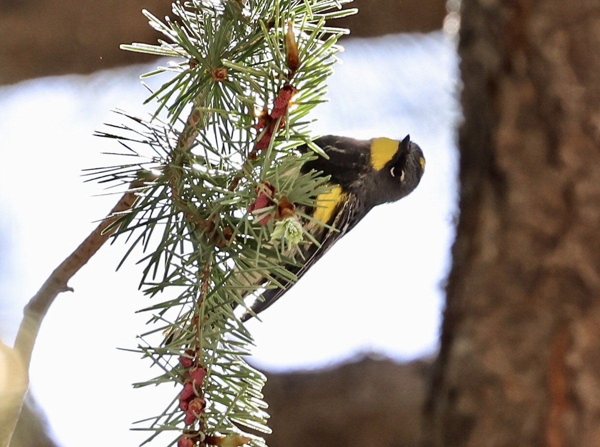 Yellow-rumped Warbler (Audubon's) - ML346235101