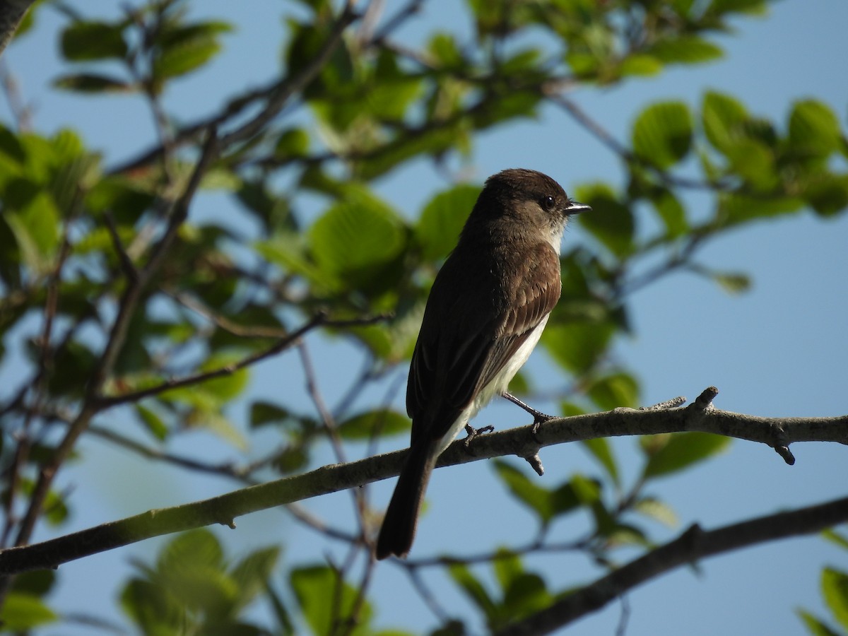 Eastern Phoebe - ML346235971