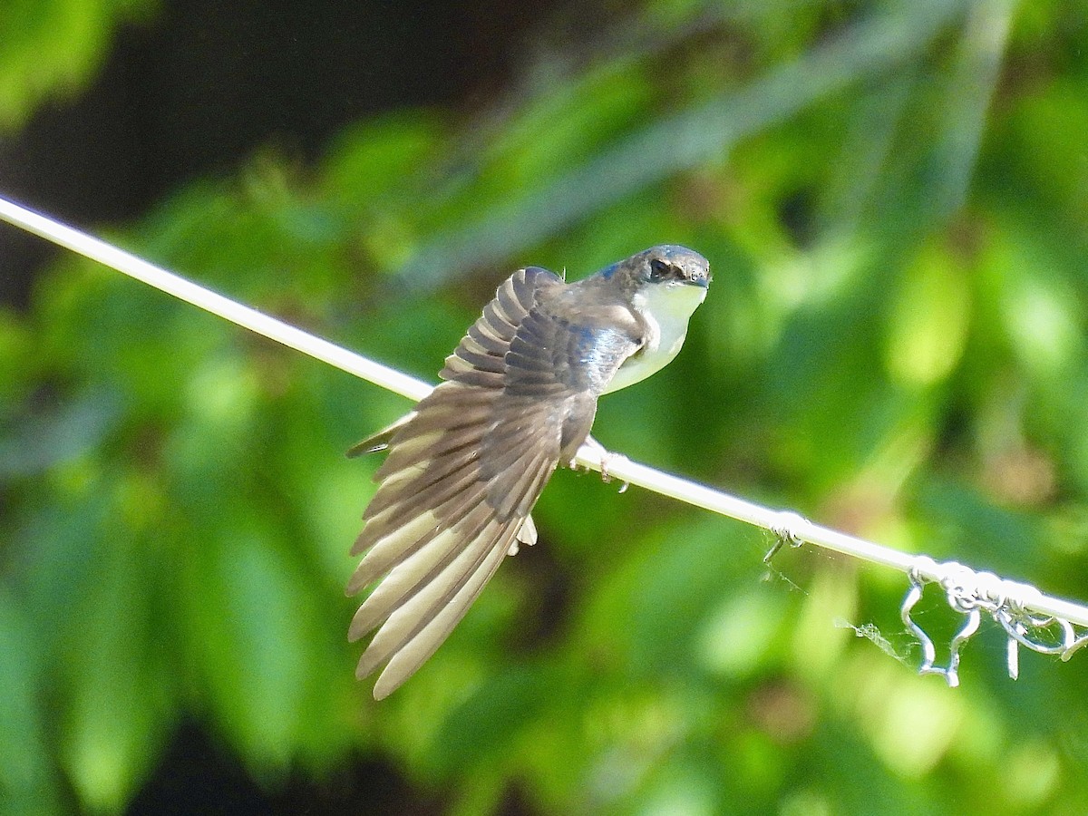 Tree Swallow - ML346236081