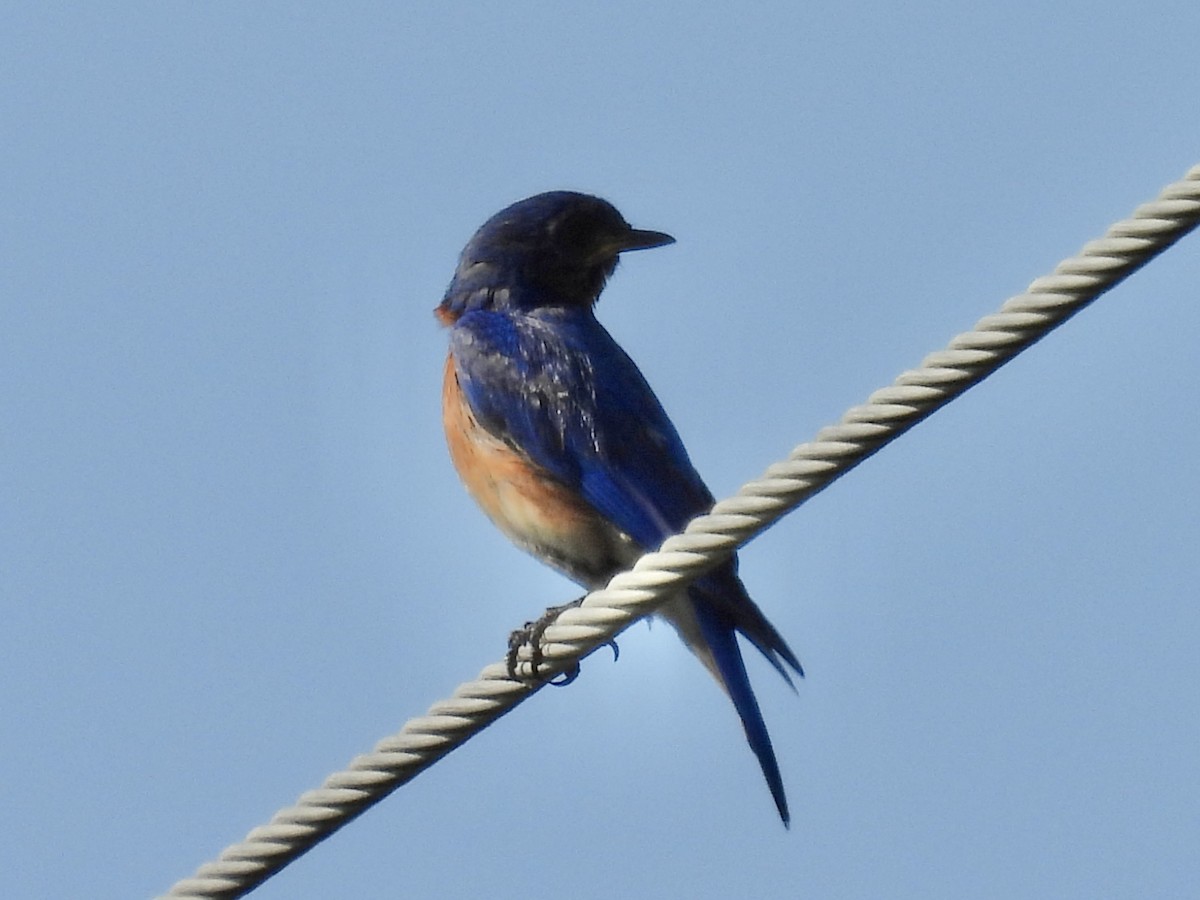 Eastern Bluebird - Emily Clark