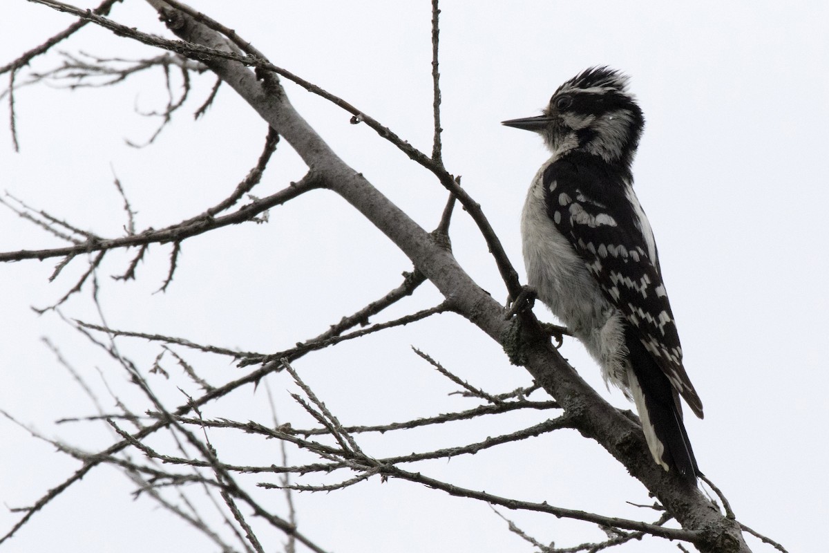 Hairy Woodpecker - ML346236291