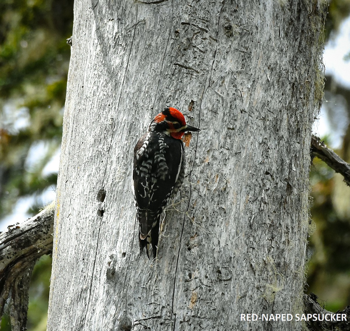 Red-naped Sapsucker - ML346239521