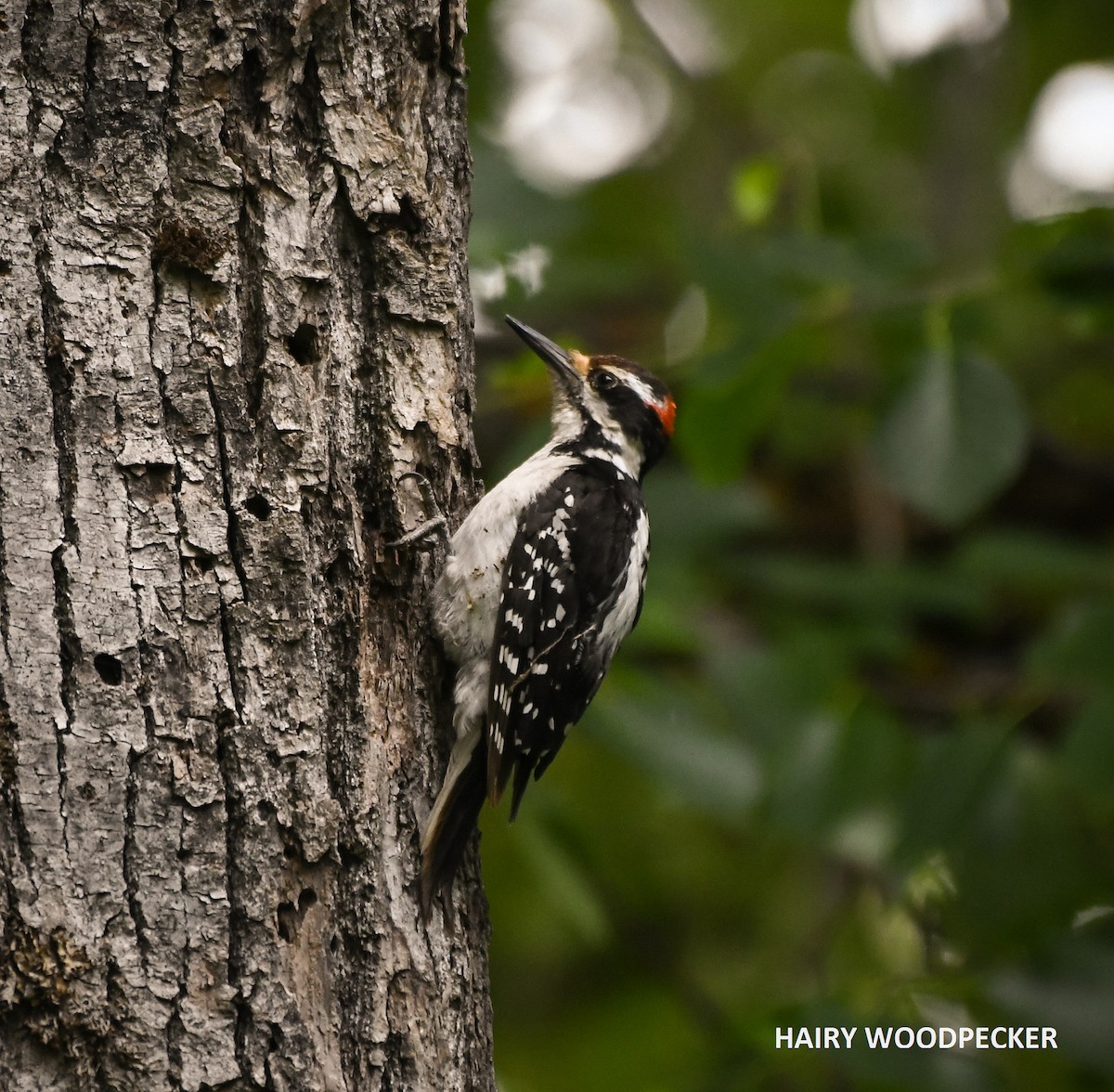 Hairy Woodpecker - ML346239611
