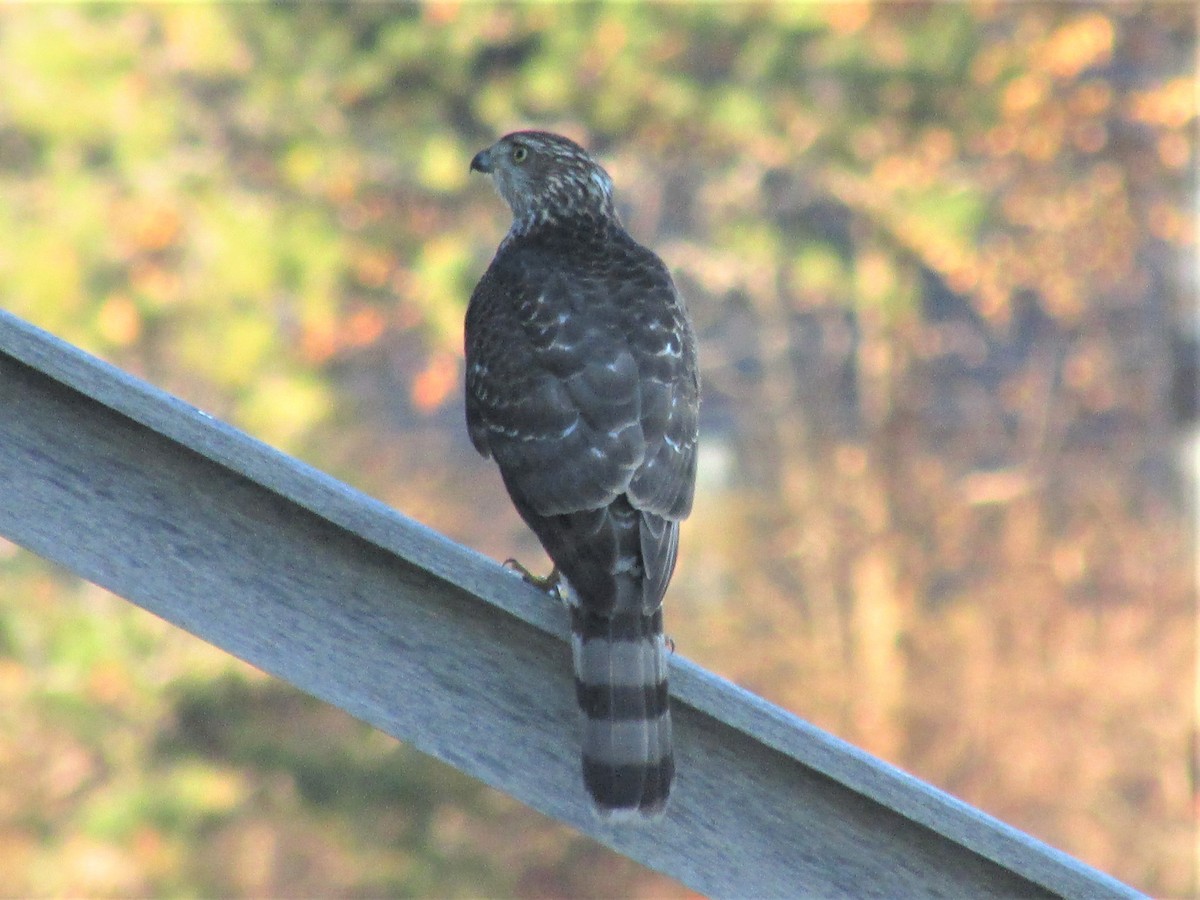Cooper's Hawk - ML346240511