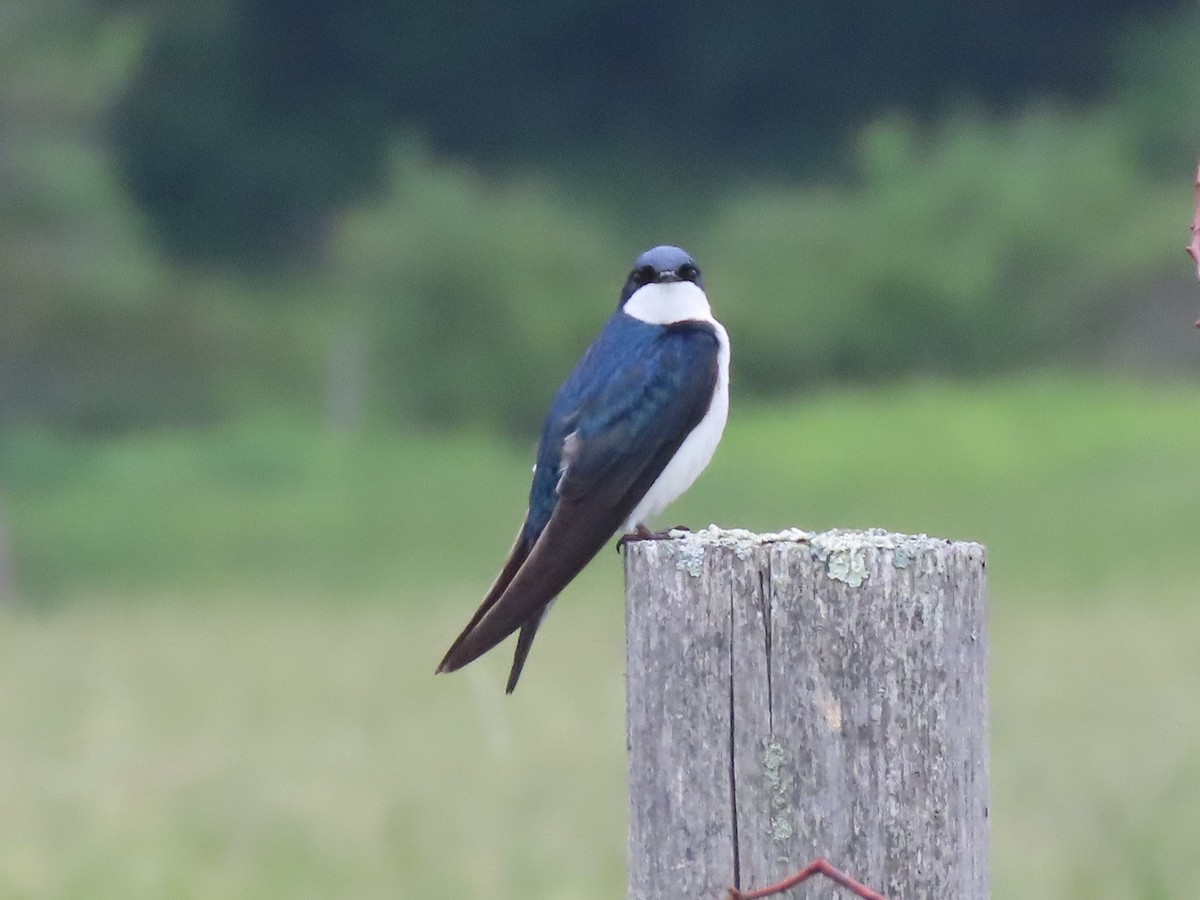 Tree Swallow - ML346240861