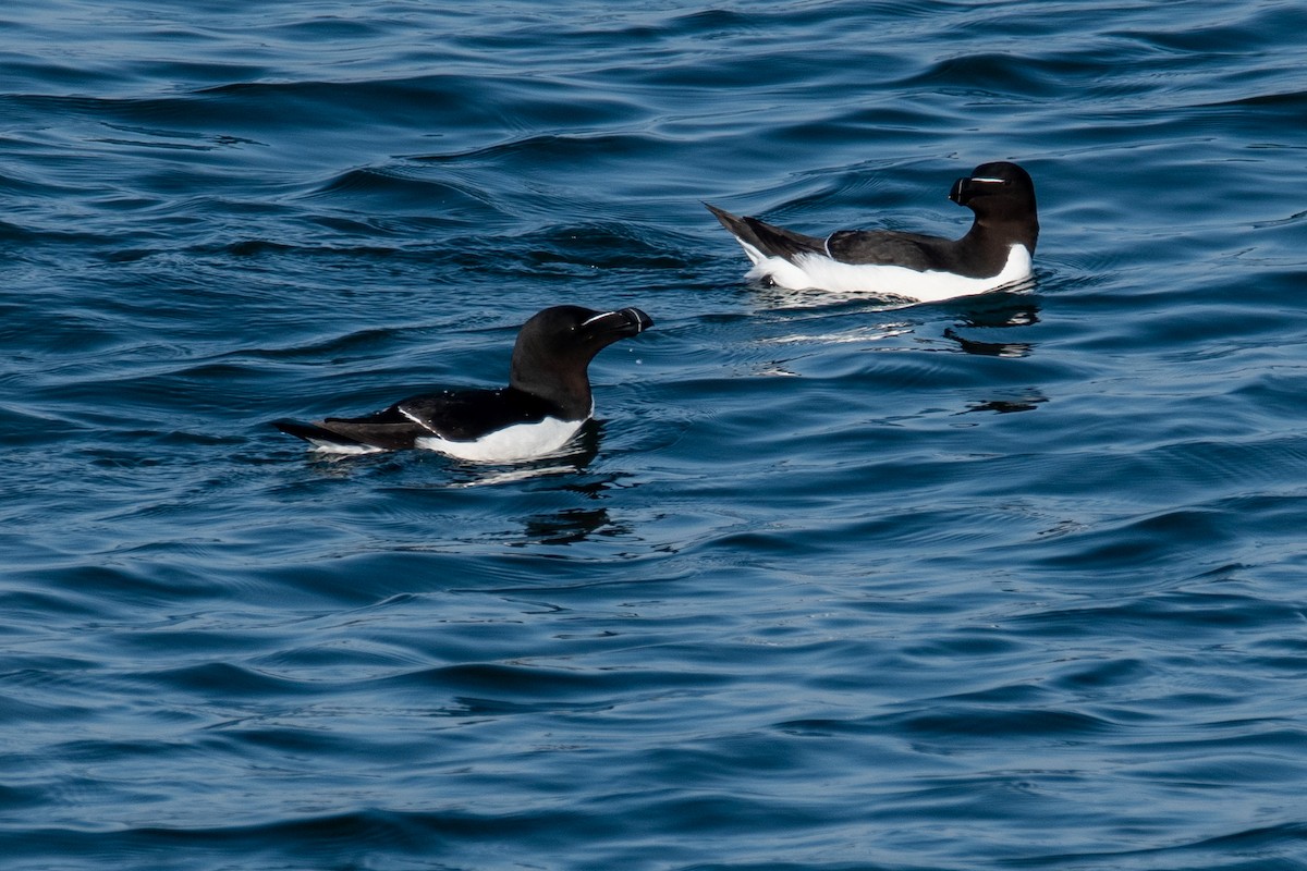 Razorbill - Martin Kaehrle