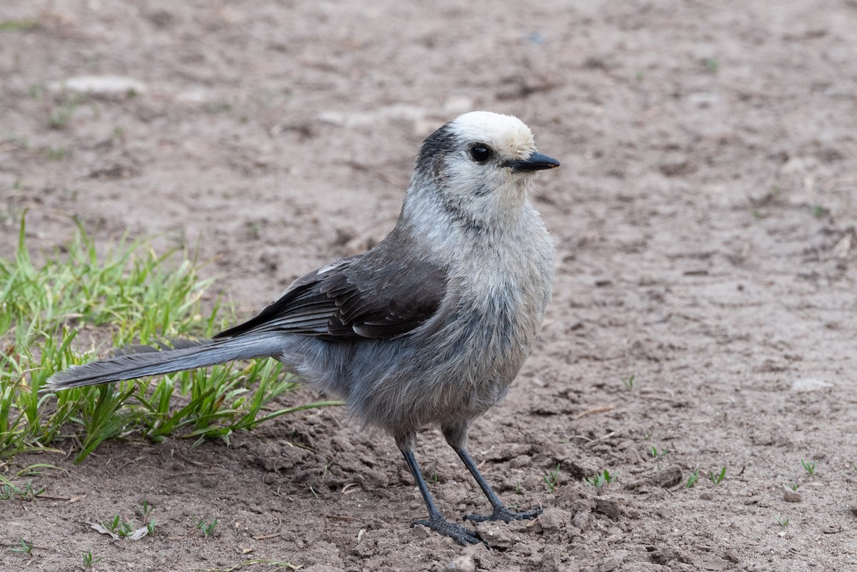 Canada Jay - ML346241811