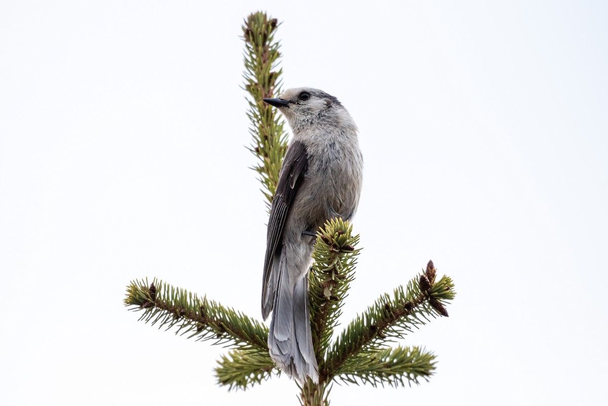 Canada Jay - Mike Thompson