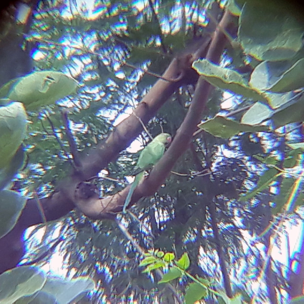 Rose-ringed Parakeet - ML346242451