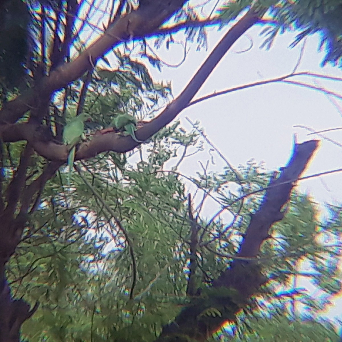 Rose-ringed Parakeet - ML346242531