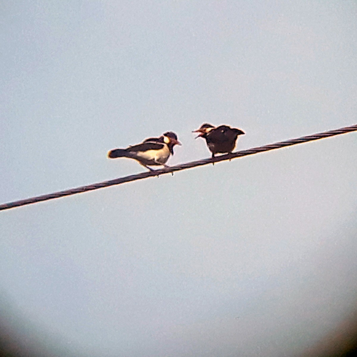 Indian Pied Starling - ML346242631