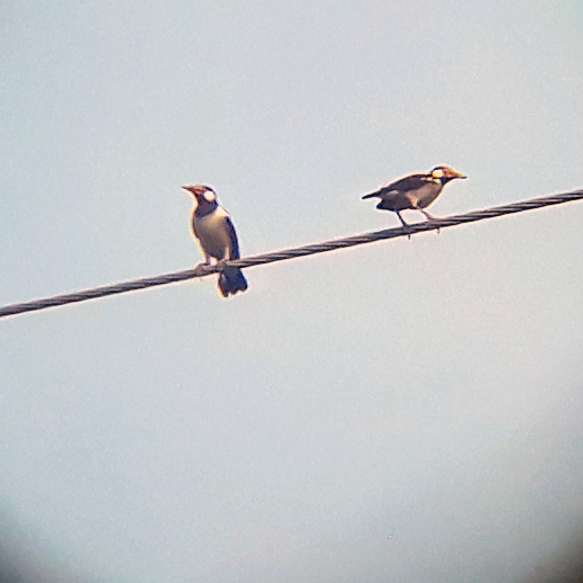 Indian Pied Starling - ML346242851