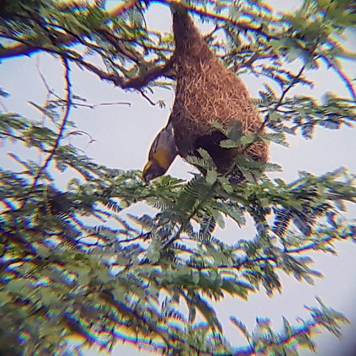 Baya Weaver - ML346243011