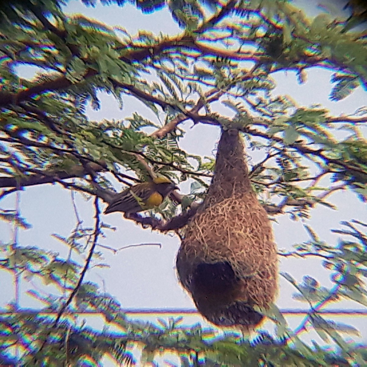 Baya Weaver - ML346243121