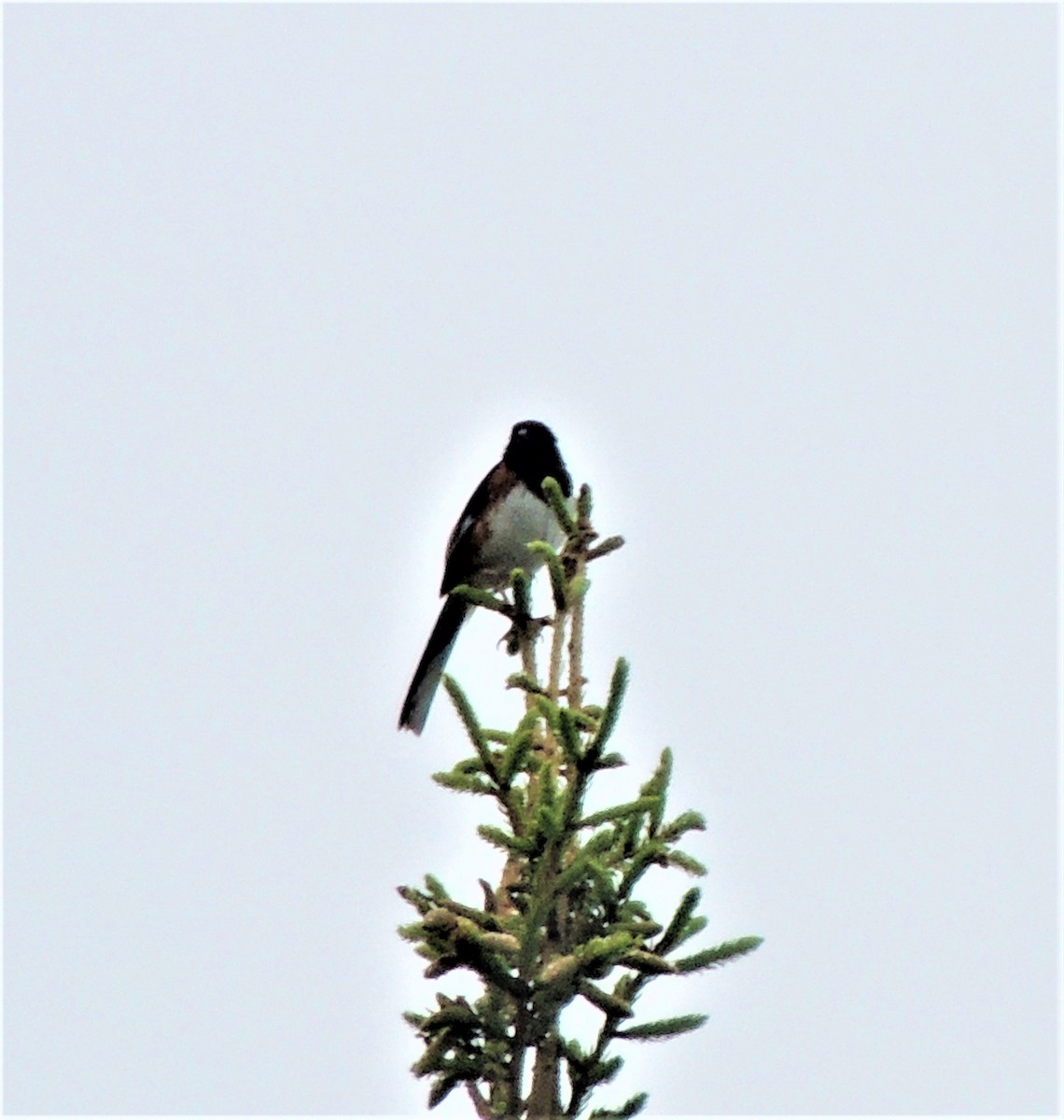 Eastern Towhee - ML346244231