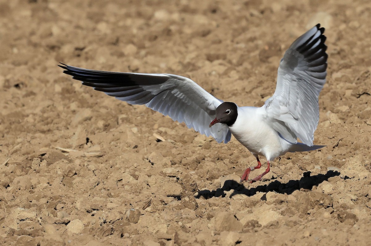 Black-headed Gull - ML346244381