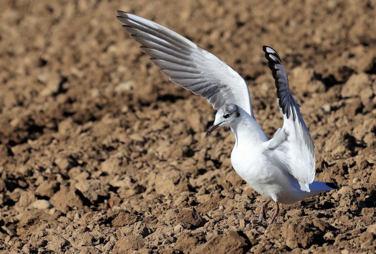 Black-headed Gull - ML346244401