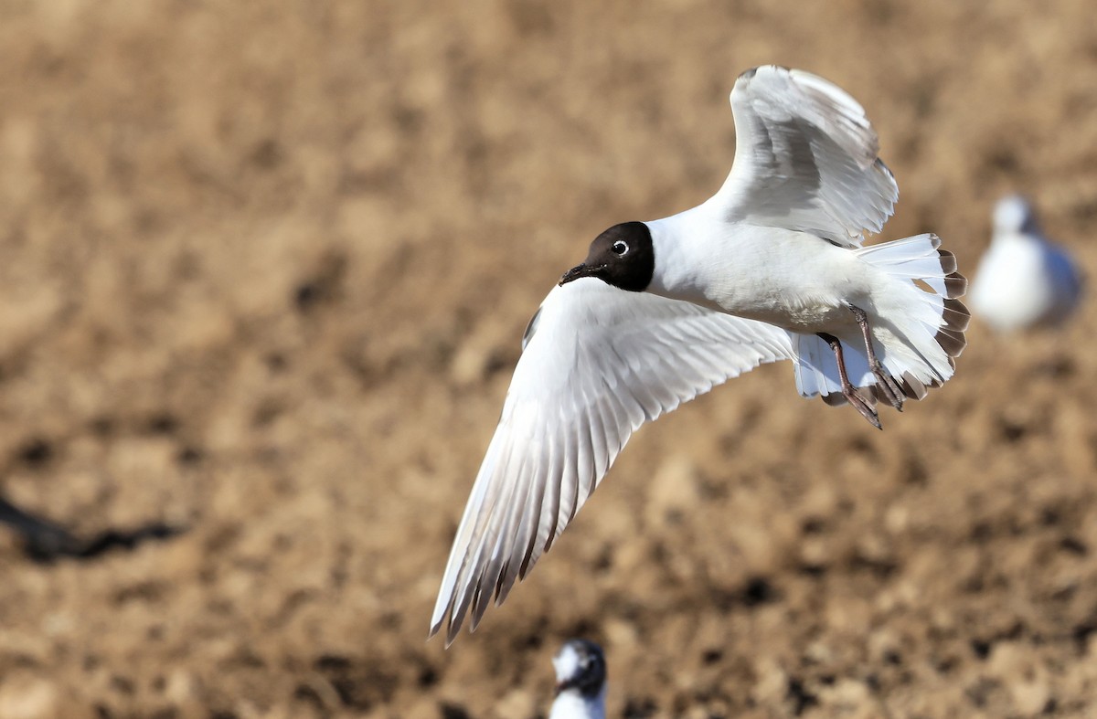 Black-headed Gull - ML346244421