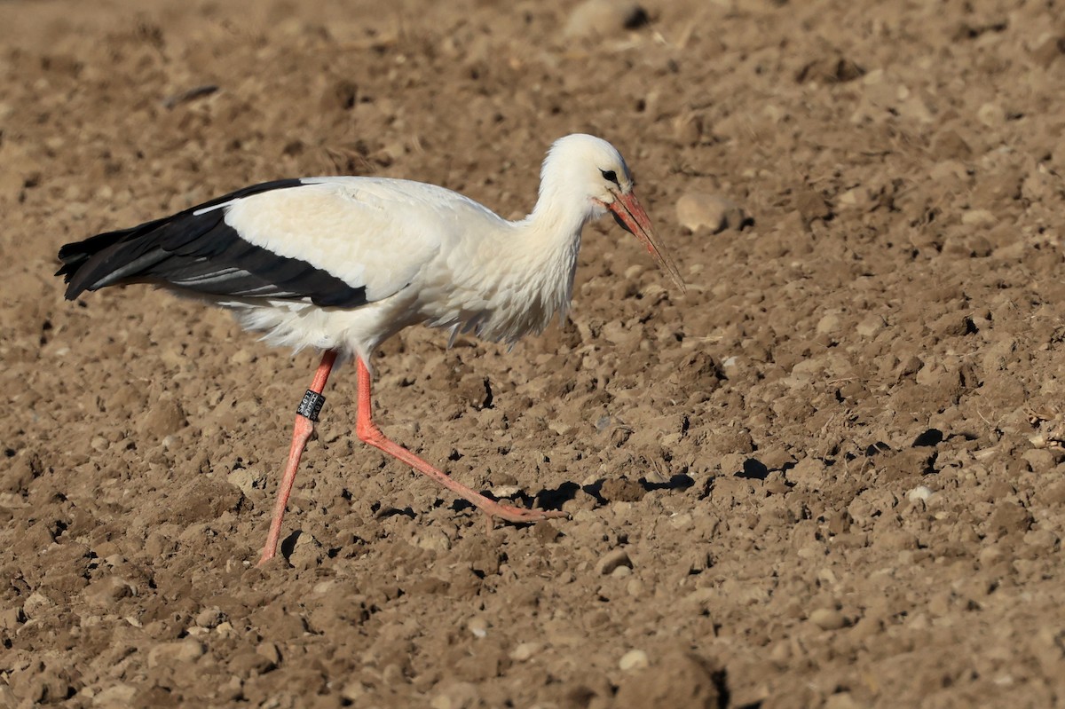 White Stork - ML346244471