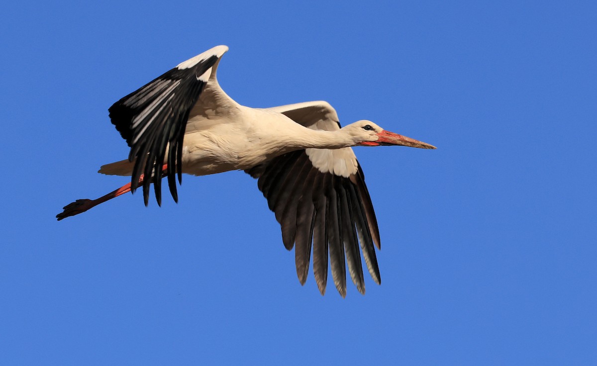 White Stork - ML346244491