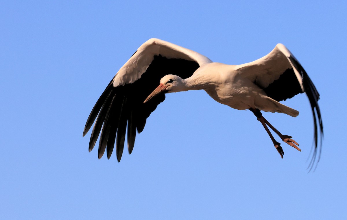 White Stork - Patrick MONNEY