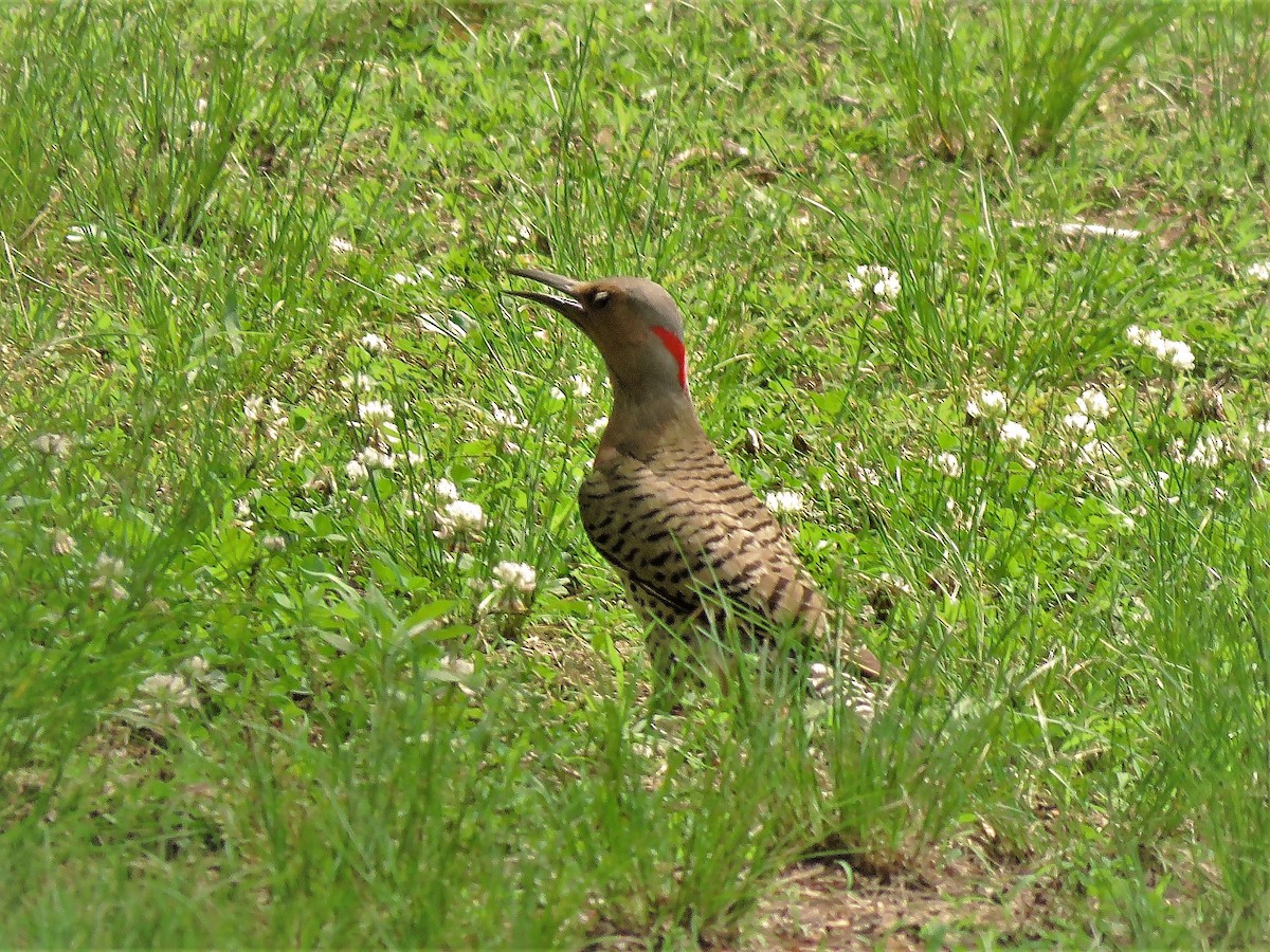 Northern Flicker - ML346244731