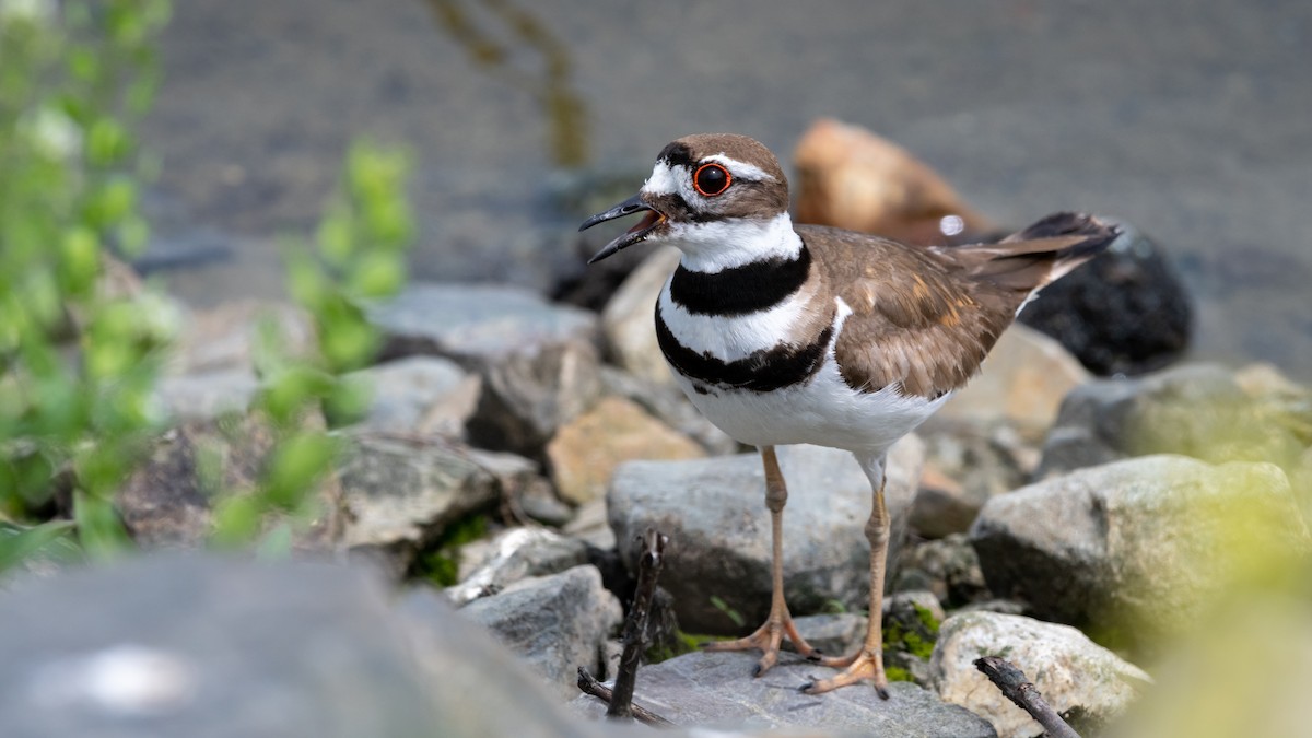 Killdeer - Mathurin Malby