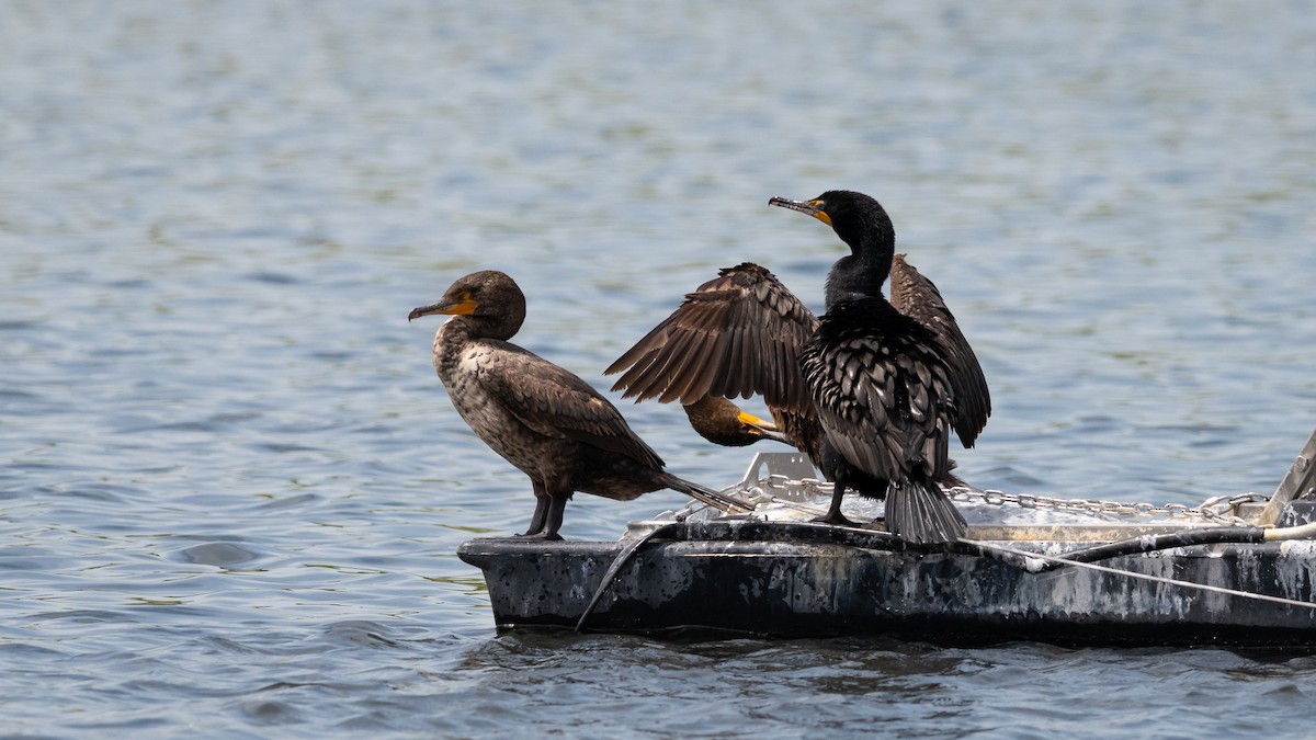 Double-crested Cormorant - ML346246171