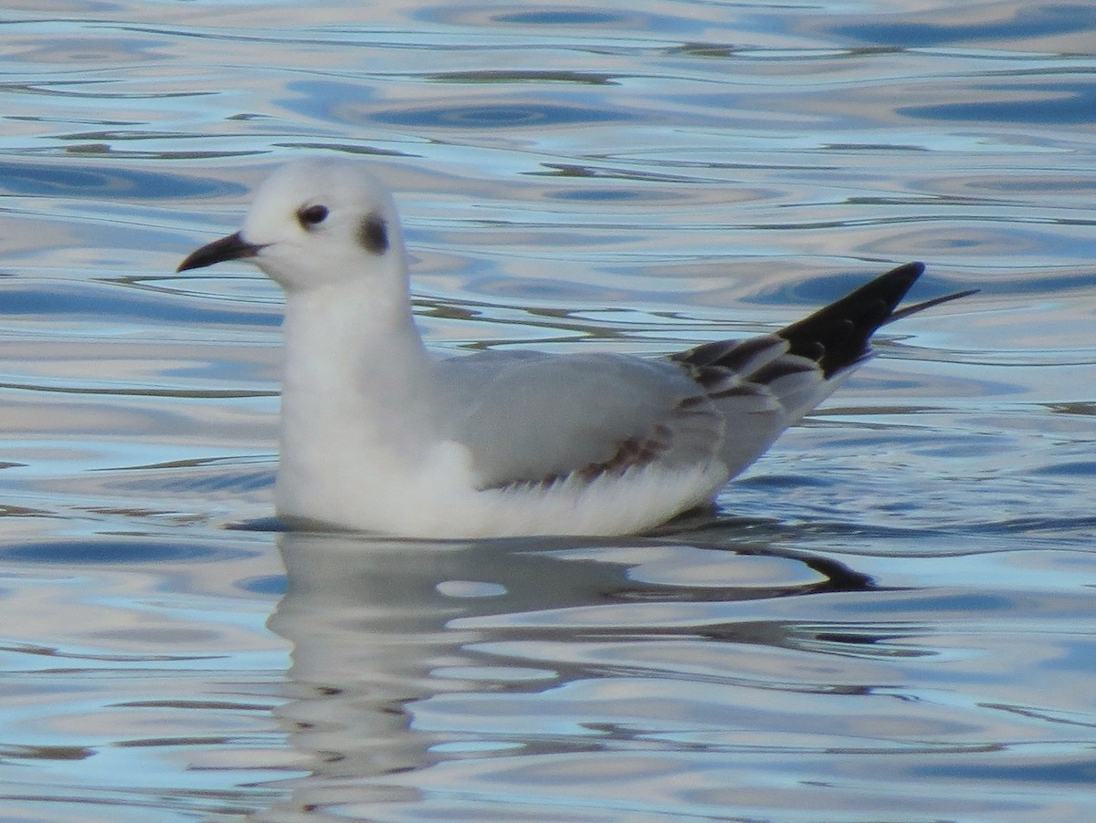Bonaparte's Gull - ML34624631