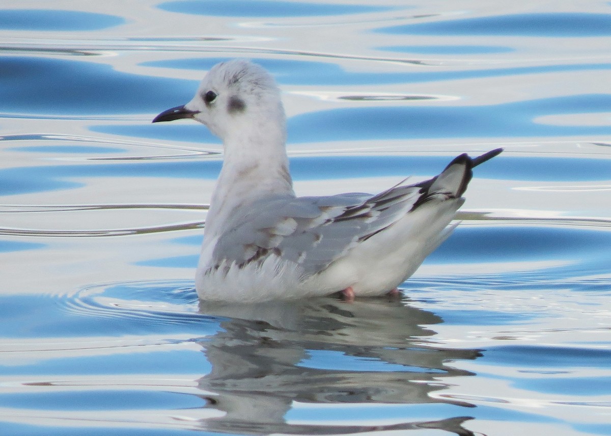 Bonaparte's Gull - ML34624651