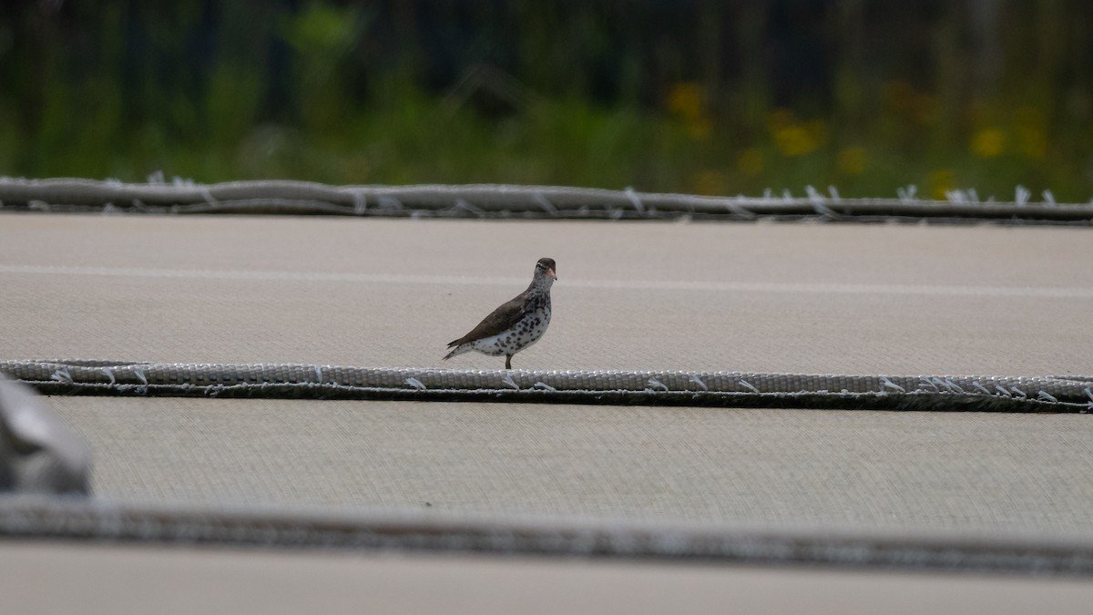 Spotted Sandpiper - Mathurin Malby