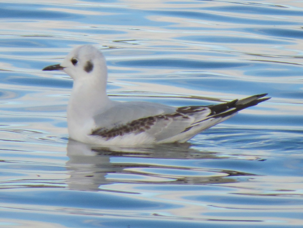 Bonaparte's Gull - ML34624661