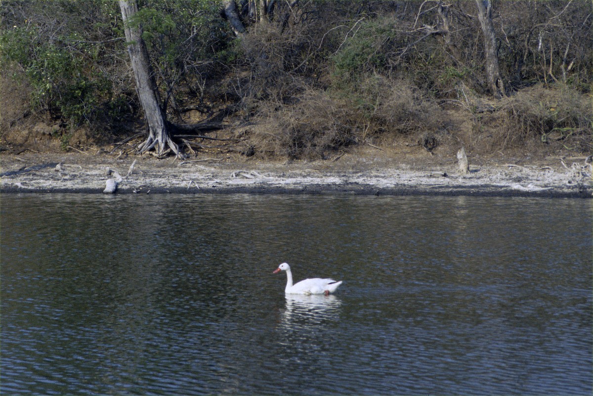 Coscoroba Swan - ML346247541