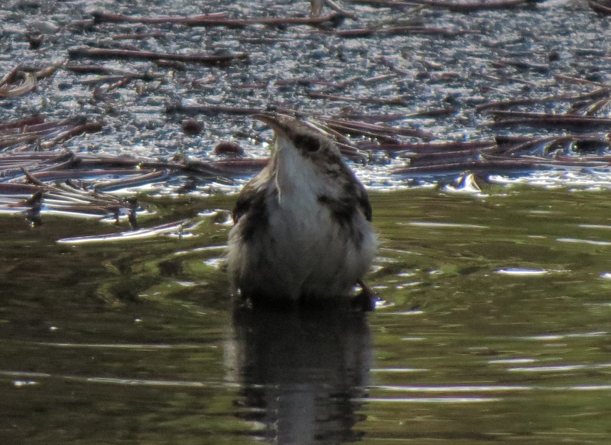 Brown Creeper - ML34624881