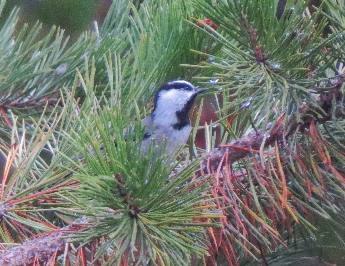 Mountain Chickadee - Matthew Hunter