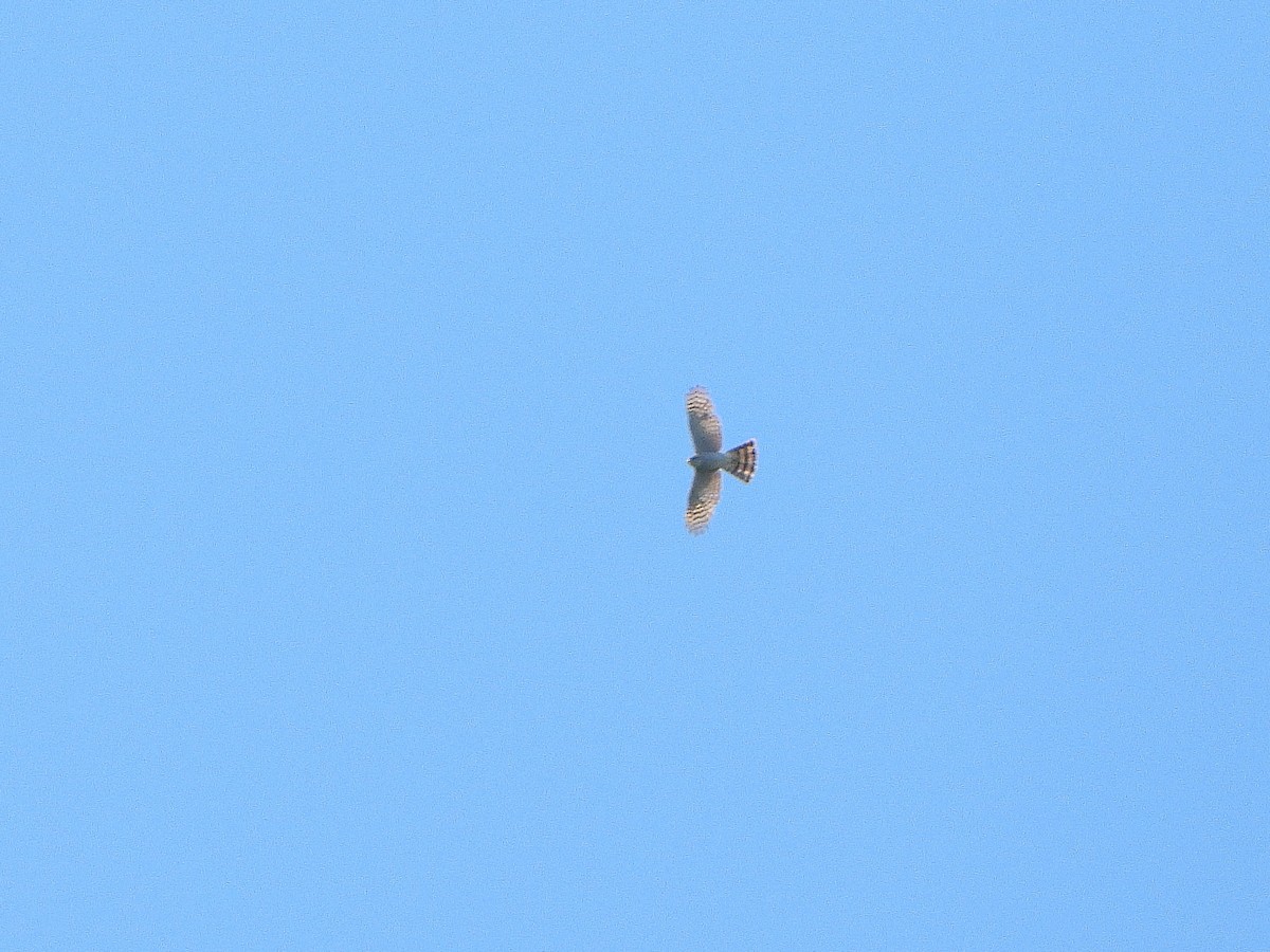 Eurasian Sparrowhawk - ML346250291