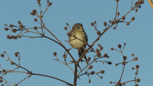 Lesser Grass-Finch - ML346250991