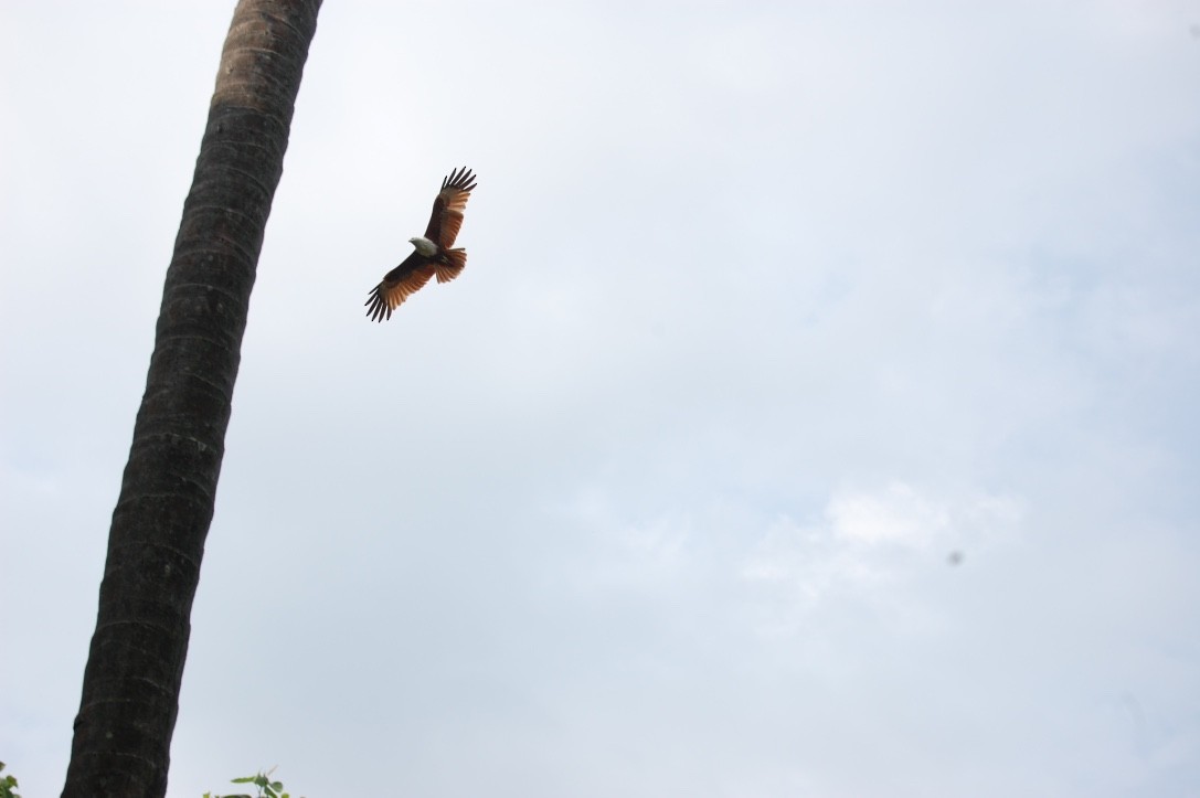 Brahminy Kite - ML346251021