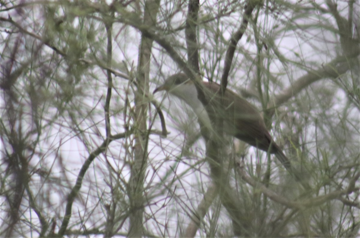 Yellow-billed Cuckoo - ML346252151