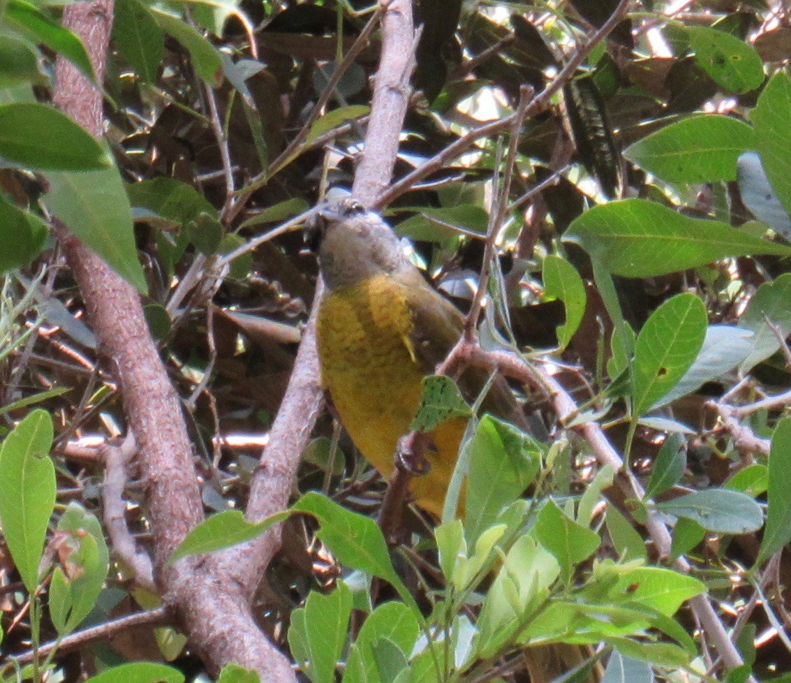 Purple-throated Cuckooshrike - Mark Sopko