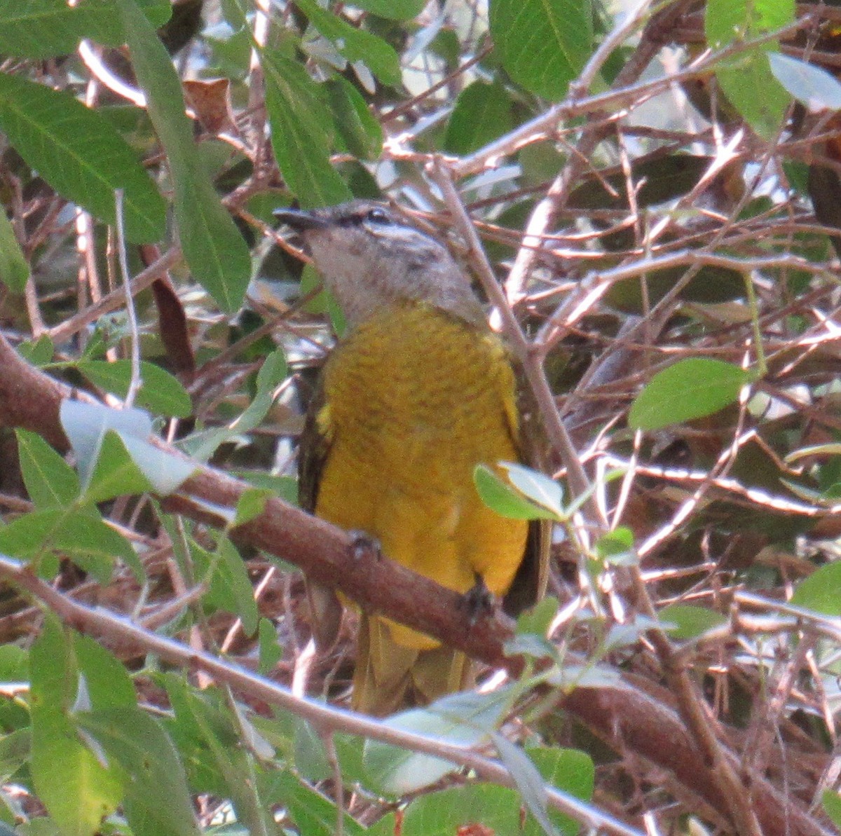 Purple-throated Cuckooshrike - ML34625291