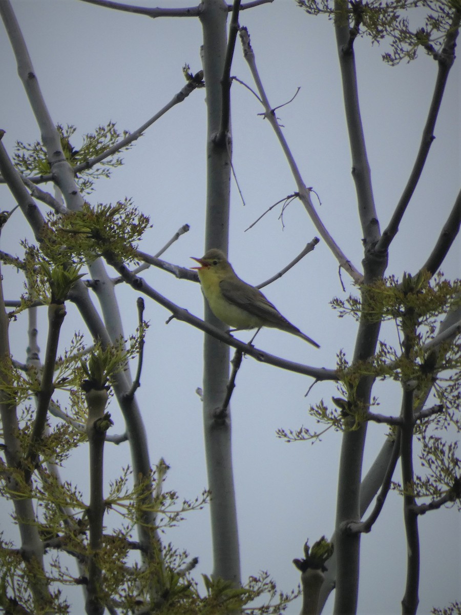 Icterine Warbler - Frederik Albrecht