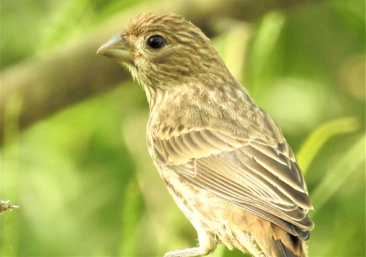 House Finch - Ed Roeder