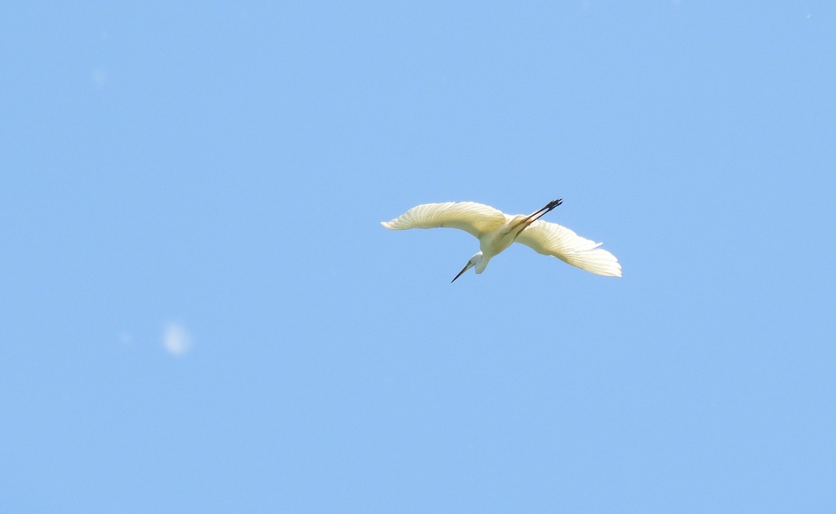 Great Egret - ML346254301